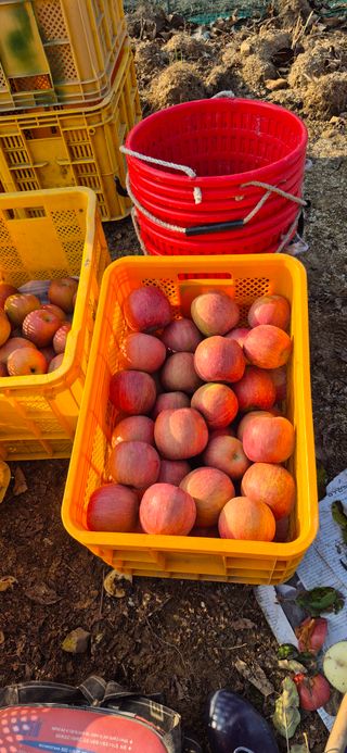 강성분님의 사과 · 영농일지 작성글 사진