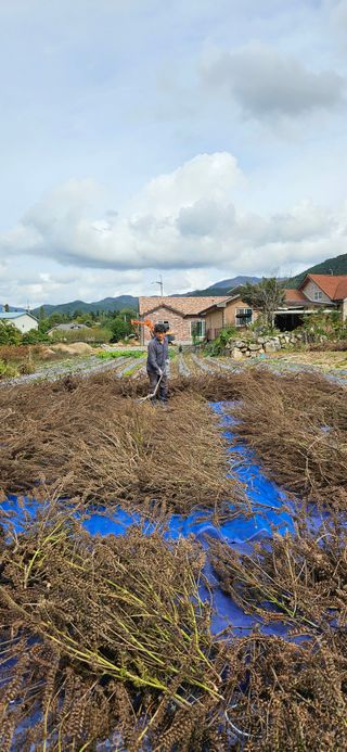 귀농인님의 들깨 · 영농일지 작성글 사진