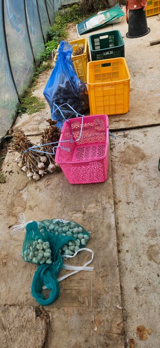 귀농인님의 마늘 · 영농일지 작성글 사진