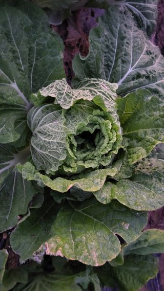 명장박세태님의 기타작물 · 영농일지 작성글 사진