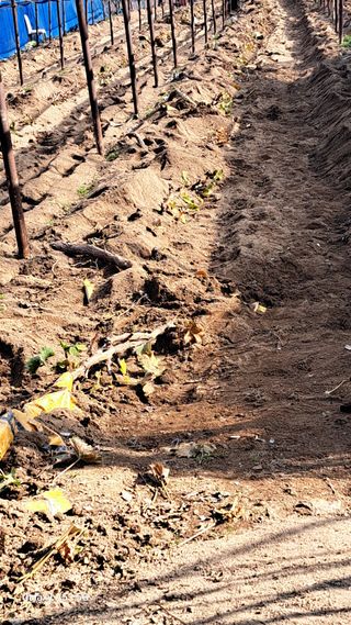 조연만님의 포도 · 영농일지 작성글 사진