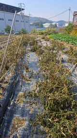 팜모닝 고추·영농일지 게시글 이미지