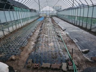 이창우님의 마늘 · 영농일지 작성글 사진