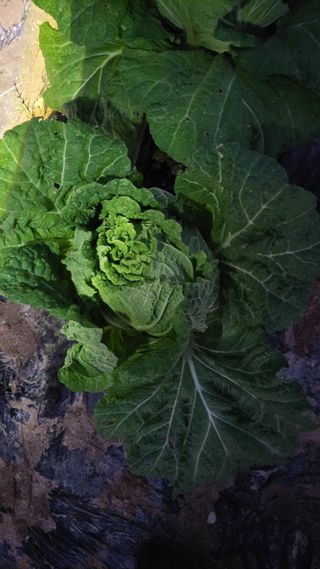 명장박세태님의 기타작물 · 영농일지 작성글 사진