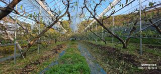 달맛햇복숭아농원님의 복숭아 · 영농일지 작성글 사진