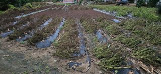 귀농인님의 들깨 · 영농일지 작성글 사진