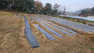  조약돌님의 들깨 · 영농일지 작성글 사진