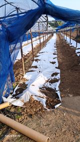 팜모닝 포도·영농일지 게시글 이미지