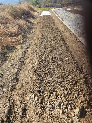 장문업 님의 마늘 · 영농일지 작성글 사진