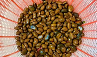 이정운님의 기타작물 · 영농일지 작성글 사진