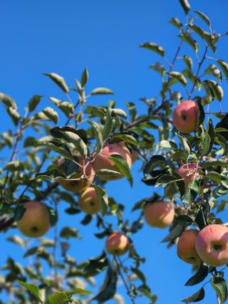 알 수 없음님의 사과 · 영농일지 작성글 사진