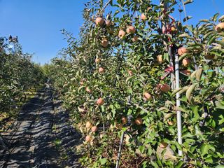 알 수 없음님의 사과 · 영농일지 작성글 사진