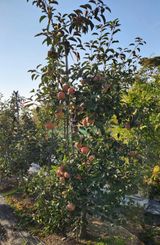 팜모닝 사과·영농일지 게시글 이미지