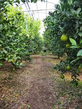 팜모닝 귤·영농일지 게시글 이미지