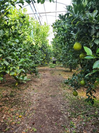 제주온님의 귤 · 영농일지 작성글 사진