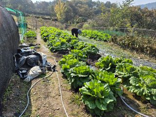 이준영님의 기타작물 · 영농일지 작성글 사진