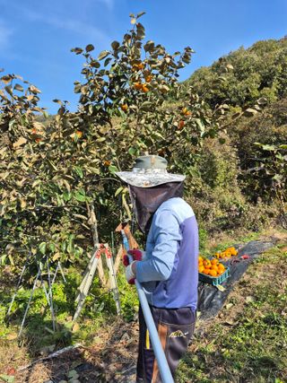이준영님의 기타작물 · 영농일지 작성글 사진