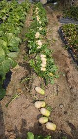 팜모닝 기타작물·영농일지 게시글 이미지