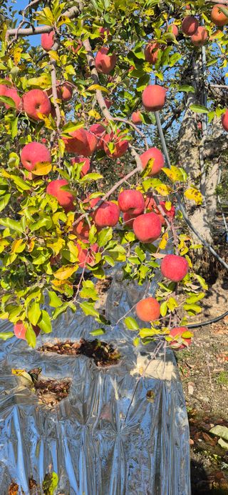 강성분님의 사과 · 영농일지 작성글 사진