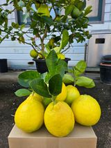 팜모닝 기타작물·영농일지 게시글 이미지