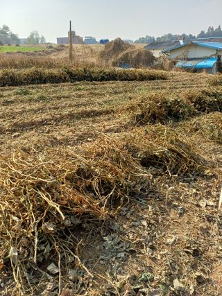 이철우님의 콩 · 영농일지 작성글 사진