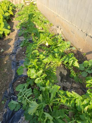 초보농부님의 배추 · 영농일지 작성글 사진