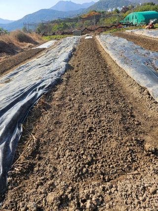 장문업 님의 마늘 · 영농일지 작성글 사진