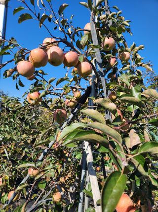 알 수 없음님의 사과 · 영농일지 작성글 사진