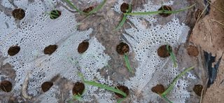 정연섭님의 기타작물 · 영농일지 작성글 사진