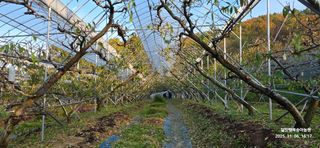 달맛햇복숭아농원님의 복숭아 · 영농일지 작성글 사진