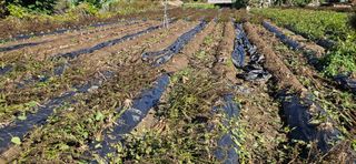 귀농인님의 들깨 · 영농일지 작성글 사진