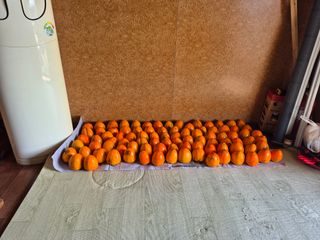 이준영님의 기타작물 · 영농일지 작성글 사진