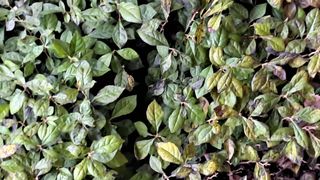 이정운님의 기타작물 · 영농일지 작성글 사진