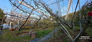 달맛햇복숭아농원님의 복숭아 · 영농일지 작성글 사진