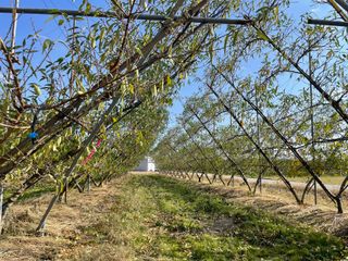 피치맨앤우먼님의 복숭아 · 영농일지 작성글 사진