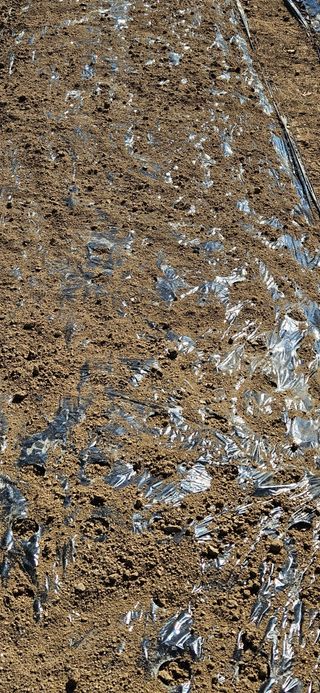 귀농인님의 마늘 · 영농일지 작성글 사진