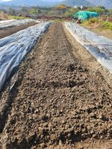 팜모닝 마늘·영농일지 게시글 이미지