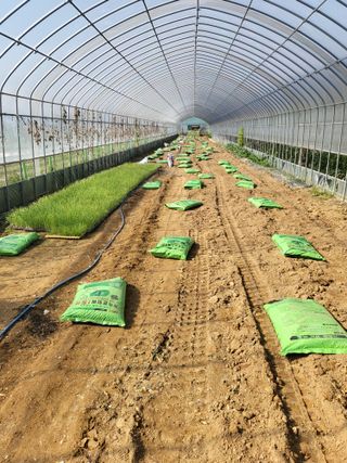 딸기16137님의 기타작물 · 영농일지 작성글 사진