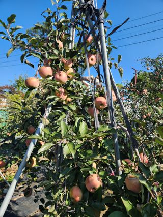 알 수 없음님의 사과 · 영농일지 작성글 사진