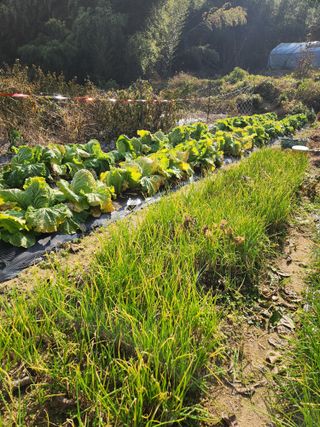 부여최대감님의 기타작물 · 영농일지 작성글 사진