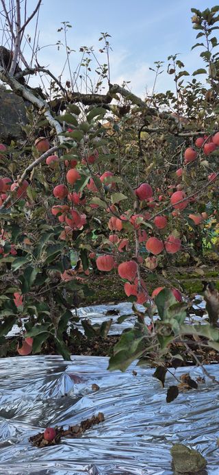 강성분님의 사과 · 영농일지 작성글 사진