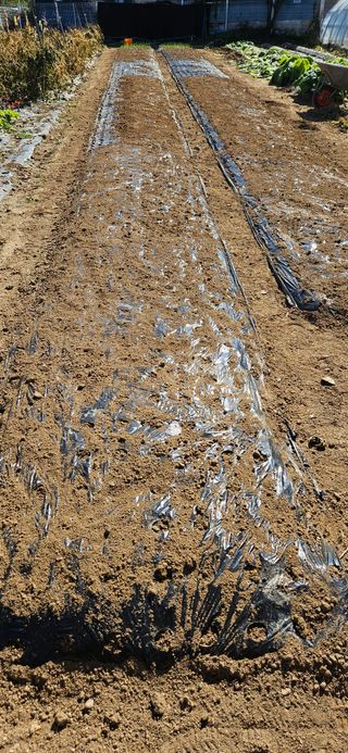 귀농인님의 마늘 · 영농일지 작성글 사진