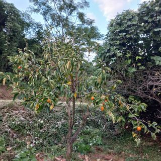 김건우님의 기타작물 · 영농일지 작성글 사진