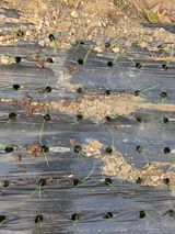 팜모닝 양파·영농일지 게시글 이미지