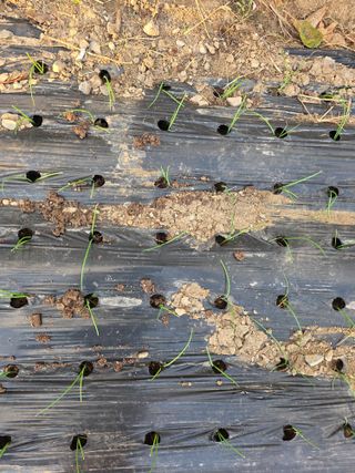 박용열조물주님 님의 양파 · 영농일지 작성글 사진
