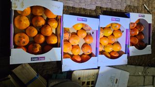 대봉농원 이경화님의 감 · 영농일지 작성글 사진