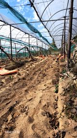 팜모닝 포도·영농일지 게시글 이미지