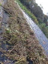 팜모닝 콩·영농일지 게시글 이미지