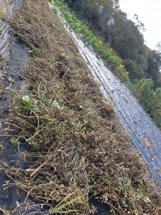 샤이니바다님의 콩 · 영농일지 작성글 사진