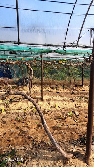 조연만님의 포도 · 영농일지 작성글 사진